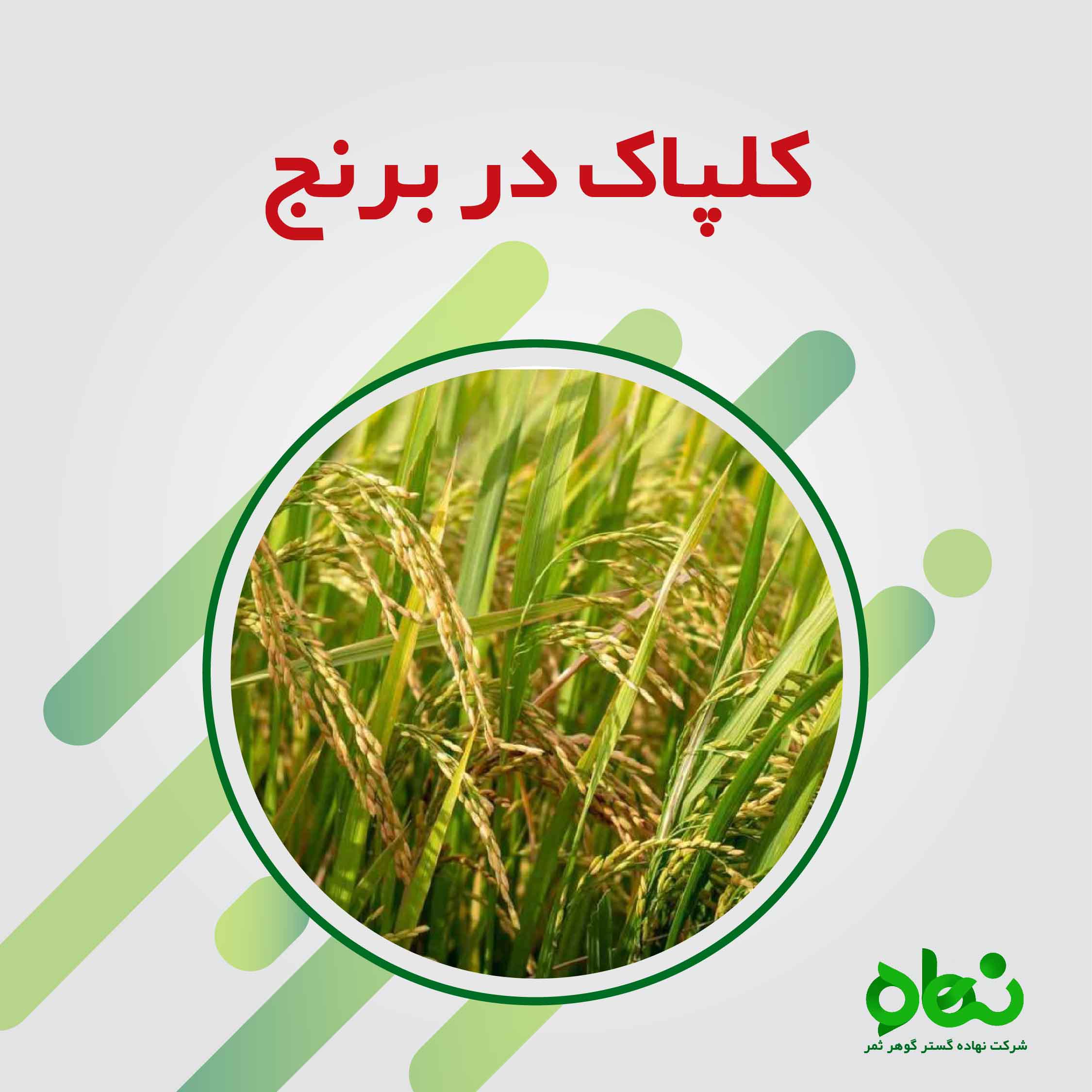 کلپاک روی برنج